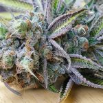 Slurricane Feminised strain by In House Genetics