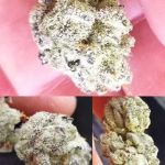 Slurricane Feminised strain by In House Genetics