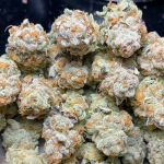 Slurricane #7 S1 Feminised strain by In House Genetics