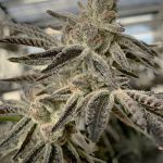 Slurricane IX Feminised strain by In House Genetics