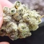 Slurricane IX Feminised strain by In House Genetics