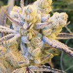Sugar Cane Feminised strain by In House Genetics