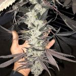 Cakes N Cream Feminised strain by In House Genetics