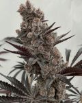 Bahama Mama S1 Feminised strain