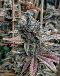 Lemon Elixir Feminised strain