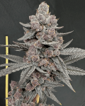 Sinferno Feminised strain