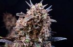 Banjerine Auto strain by Atlas Seed