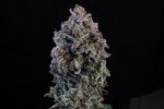 Mendo Breath Auto strain by Atlas Seed