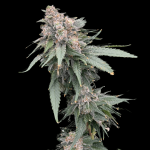Galactic Guava Fast strain by Atlas Seed