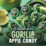 Gorilla Apple Candy strain by Atlas Seed