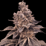 Gorilla Apple Candy strain by Atlas Seed