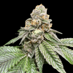 Gorilla Burger strain by Atlas Seed