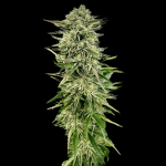 Gorilla Guava strain by Atlas Seed