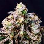 Green Apple Tangie strain by Atlas Seed
