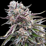 Orangutangie strain by Atlas Seed