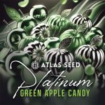 Platinum Green Apple Candy strain by Atlas Seed