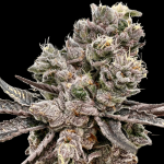 Platinum Green Apple Candy strain by Atlas Seed