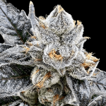 Platinum Lemon Cherry Gelato strain by Atlas Seed