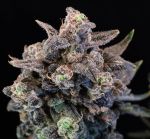 Unicorn Glitter strain by Atlas Seed