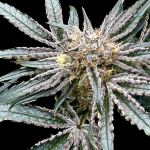 Platinum Zoap strain by Atlas Seed