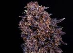 GMO Auto strain by Atlas Seed