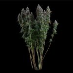 Black Sugar 2.0 Feminised strain from Seedsman