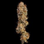 Black Sugar 2.0 Feminised strain from Seedsman