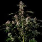 Tropical Jam Feminised by Silent Seeds
