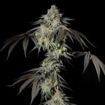Mint Candy Feminizowany Nasiona