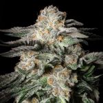 Mint Candy Feminised by Silent Seeds