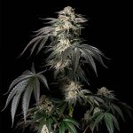 Mint Candy Feminised by Silent Seeds