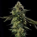 Rainbow Gas Feminised by Silent Seeds