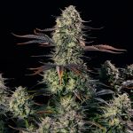 Alien Gas XXL Auto Feminizowany Nasiona