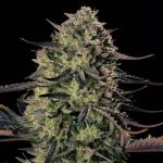 Alien Gas XXL Auto by Silent Seeds