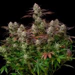 Alien Gas XXL Auto by Silent Seeds