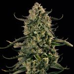 Mac Dawg XXL Auto by Silent Seeds