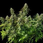 Mac Dawg XXL Auto by Silent Seeds