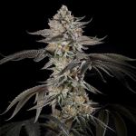 Cherry Essence Feminised by Silent Seeds