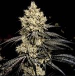 Pillows R1 Feminised Seeds