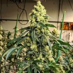 Sour G R1 Feminizowane Nasiona