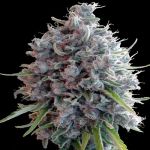Killer A5 Haze Regular by Ace Seeds