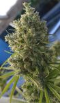 Killer A5 Haze Regular by Ace Seeds