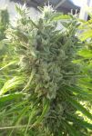 Killer A5 Haze Regular by Ace Seeds