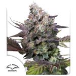 Candy Bubatz XL Feminised by Dutch Passion