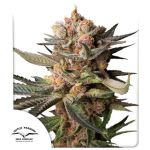 Frozen Biscotti Auto by Dutch Passion
