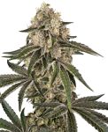 Sunset Peach Feminised by Sensi Seeds
