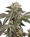 Runtz Auto strain by White Label Seed Company