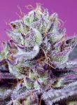 Diablo's Delight XL Auto strain by Sweet Seeds