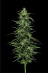 Limez Feminised strain by Humboldt Seed Company