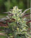 GS Cookies Auto strain by Humboldt Seed Company